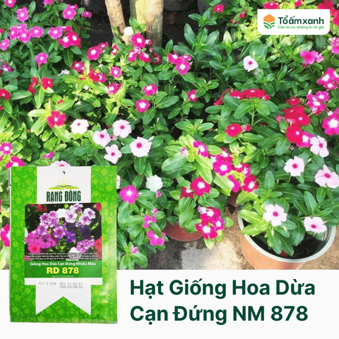 Hạt Giống Hoa Dừa Cạn Đứng Nhiều Màu RĐ 878