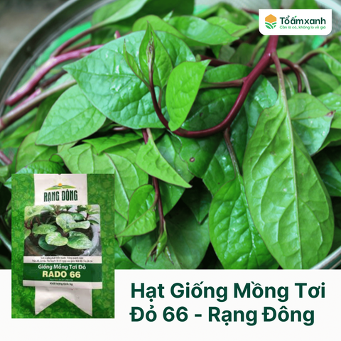 Hạt Giống Mồng Tơi Đỏ - Rạng Đông  2 gram