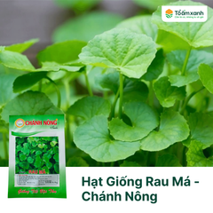 Hạt Giống Rau Má - Chánh Nông