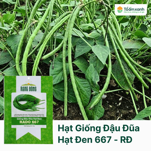 Hạt Giống Đậu Đũa Hạt Đen 667 - Rạng Đông