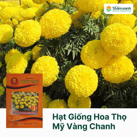 Hạt Giống Hoa Thọ Mỹ Vàng Chanh Cao Lỡ RV B1 - 1 gram