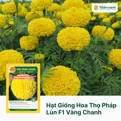 Hạt Giống Hoa Thọ Pháp Lùn F1 Vàng Chanh - Sen Vàng