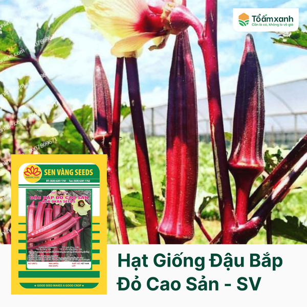 Hạt Giống Đậu Bắp Đỏ Cao Sản - Sen Vàng