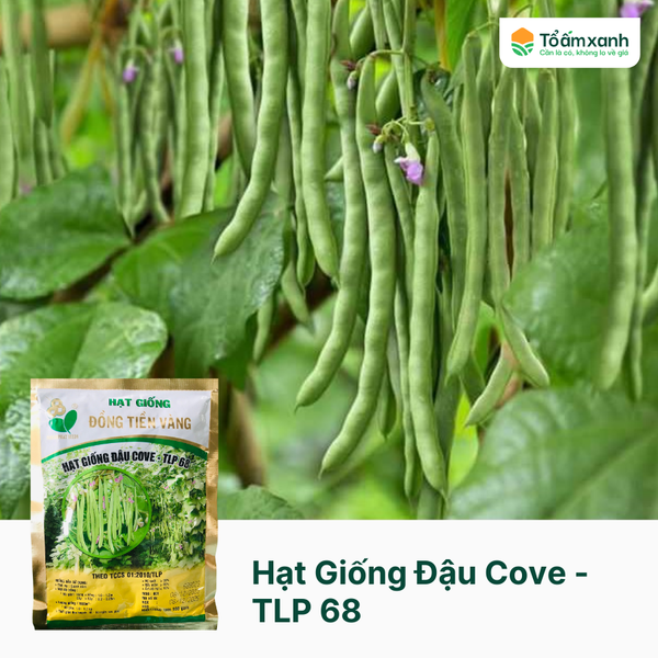 Hạt Giống Đậu Cove - TLP 68