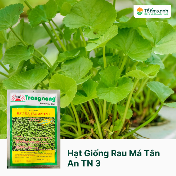 Hạt Giống Rau Má Tân An TN 3