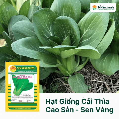 Hạt Giống Cải Thìa Cao Sản - Sen Vàng