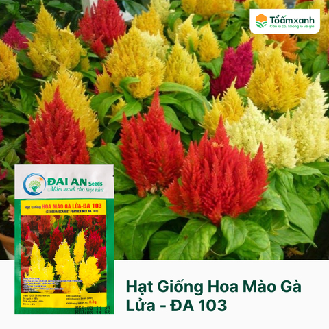 Hạt Giống Hoa Mào Gà Lửa - ĐA 103