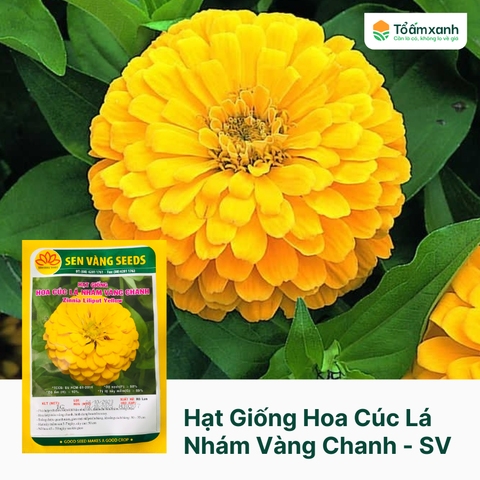 Hạt Giống Hoa Cúc Lá Nhám Vàng Chanh - Sen Vàng