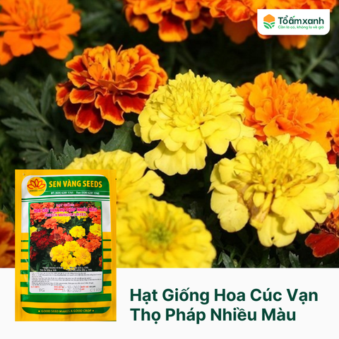 Hạt Giống Hoa Cúc Vạn Thọ Pháp Nhiều Màu - 1 Gam