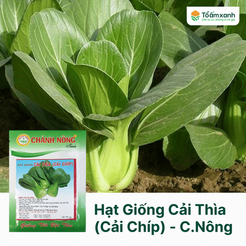 Hạt Giống Cải Thìa (Cải Chíp) -  Chánh Nông