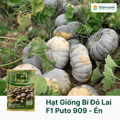Hạt Giống Bí Đỏ Lai F1 PUTO 909 - Én Vàng