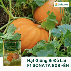 Hạt Giống Bí Đỏ Lai F1 SONATA 808 - Én Vàng