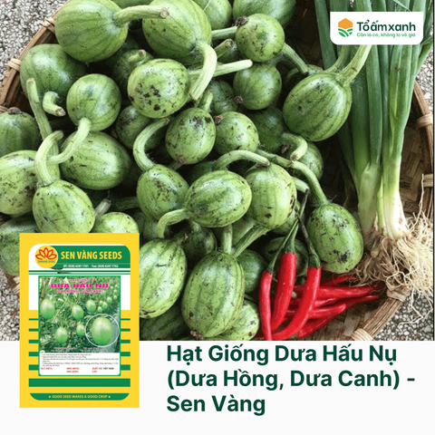 Hạt Giống Dưa Hấu Nụ (Dưa Hồng, Dưa Canh) - Sen Vàng  5 gram