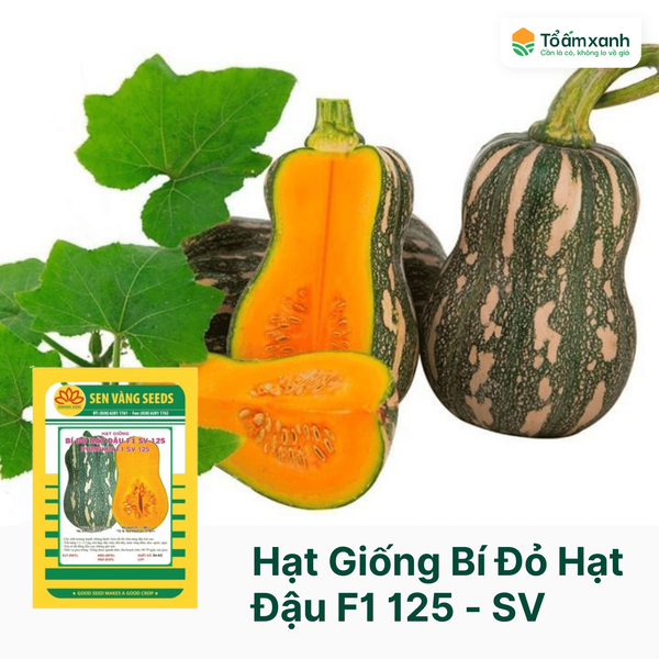Hạt Giống Bí Đỏ Hạt Đậu F1 SV 125 - Sen Vàng