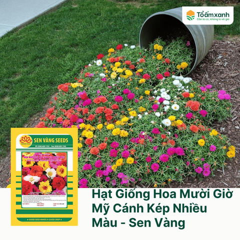 Hạt Giống Hoa Mười Giờ Mỹ Cánh Kép Nhiều Màu - Sen Vàng  0.5 gram