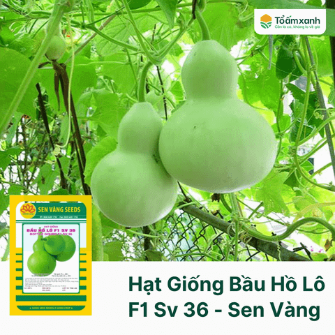 Hạt Giống Bầu Hồ Lô F1 SV 36 - Sen Vàng