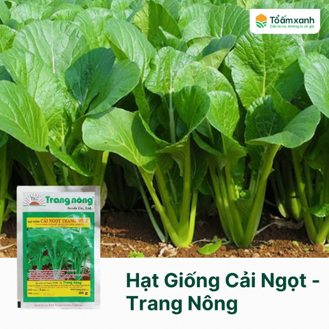 Hạt Giống Cải Ngọt - Trang Nông