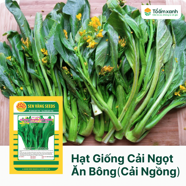 Hạt Giống Cải Ngọt Ăn Bông (Cải Ngồng) - Sen Vàng