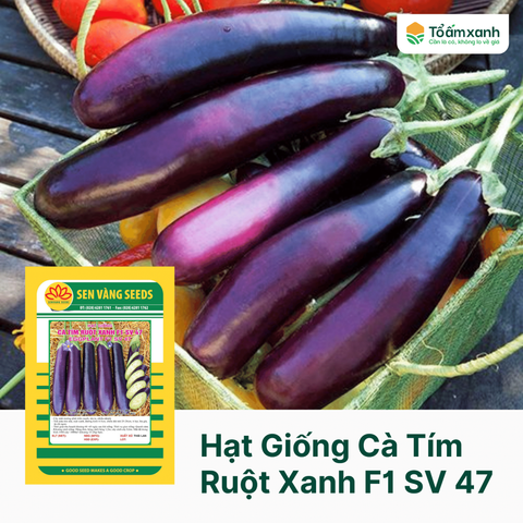 Hạt Giống Cà Tím Ruột Xanh F1 SV 47 - Sen Vàng 0.1 gram