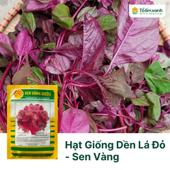 Hạt Giống Dền Lá Đỏ - Sen Vàng