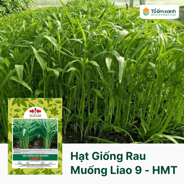 Hạt Giống Rau Muống LIAO 9 -  Hai Mũi Tên Đỏ