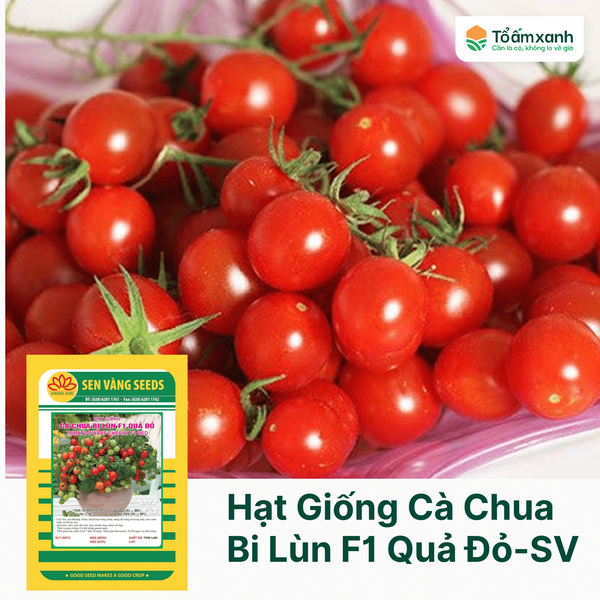Hạt Giống Cà Chua Bi Lùn F1 Quả Đỏ - Sen Vàng