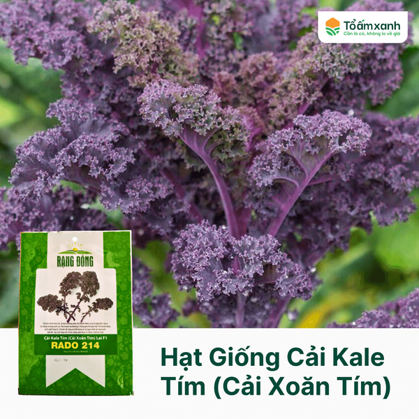 Hạt Giống Cải Kale Tím (Cải Xoăn Tím) Lai F1 RADO 214 - Rạng Đông