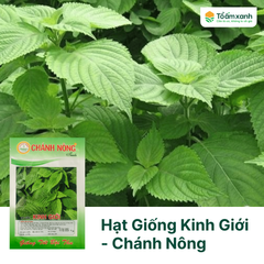 Hạt Giống Kinh Giới - Chánh Nông