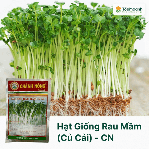 Hạt Giống Rau Mầm (Củ Cải) - Chánh Nông