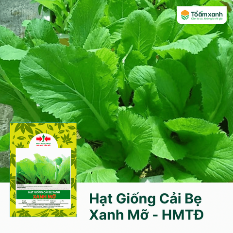 Hạt Giống Cải Bẹ Xanh Mỡ - Hai Mũi Tên Đỏ