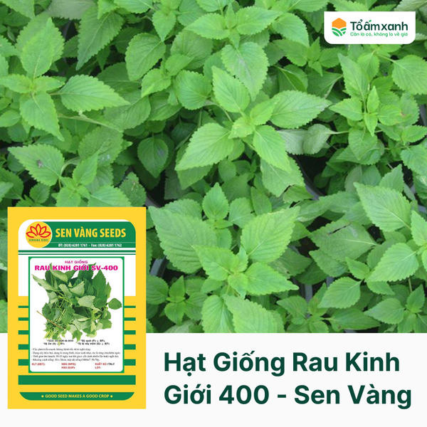 Hạt Giống Rau Kinh Giới SV 400 - Sen Vàng