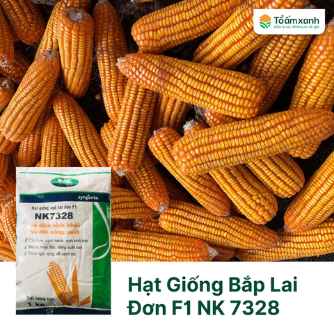 Hạt Giống Bắp Lai Đơn F1 NK 7328 - SYNGENTA