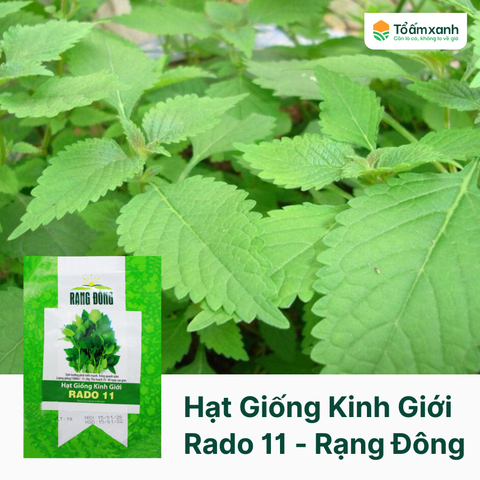 Hạt Giống Kinh Giới RADO 11 - Rạng Đông