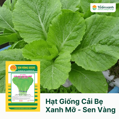 Hạt Giống Cải Bẹ Xanh Mỡ - Sen Vàng