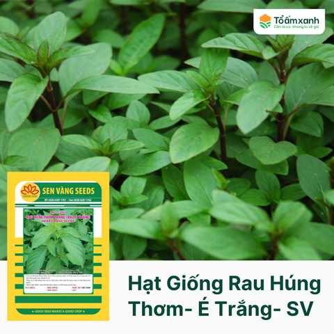 Hạt Giống Rau Húng Thơm Trắng - Rau É Trắng - Sen Vàng