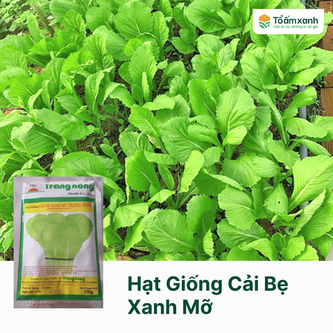 Hạt Giống Cải Bẹ Xanh Mỡ - Trang Nông