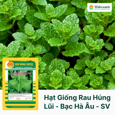 Hạt Giống Rau Húng Lũi - Bạc Hà Âu - Sen Vàng