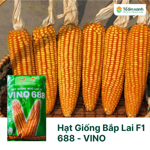 Hạt Giống Bắp Lai F1 688 - VINO