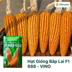 Hạt Giống Bắp Lai F1 688 - VINO