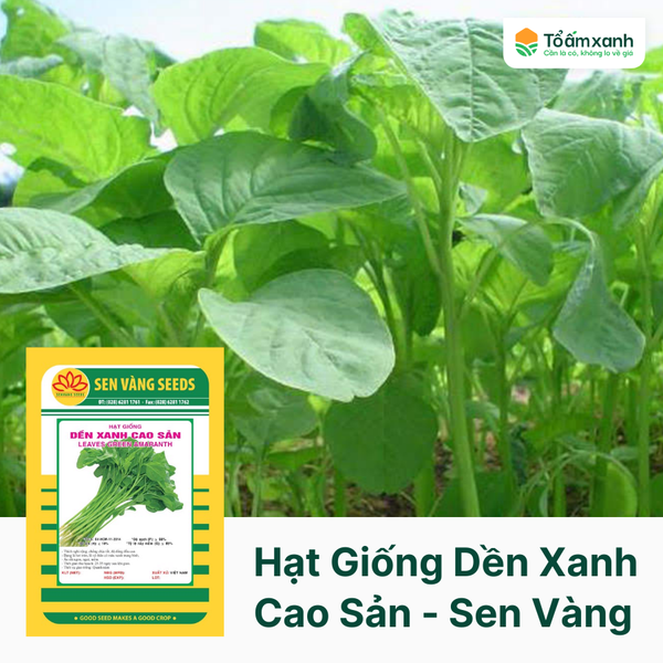 Hạt Giống Dền Xanh Cao Sản - Sen Vàng