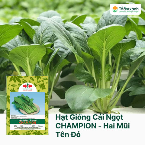 Hạt Giống Cải Ngọt CHAMPION - Hai Mũi Tên Đỏ