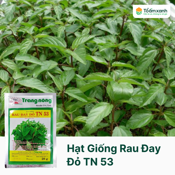 Hạt Giống Rau Đay Đỏ TN 53 - Trang Nông