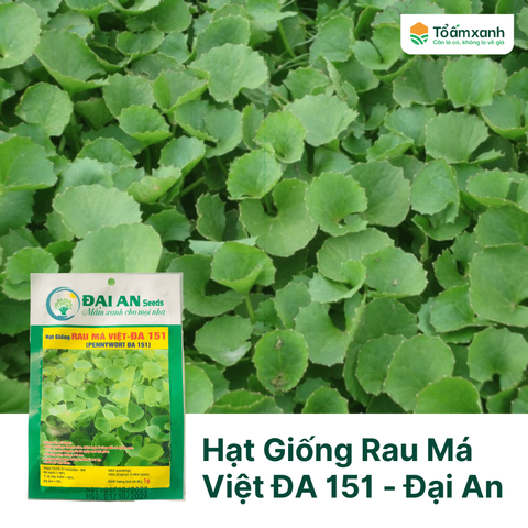 Hạt Giống Rau Má Việt ĐA 151 - Đại An