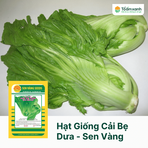 Hạt Giống Cải Bẹ Dưa - Sen Vàng