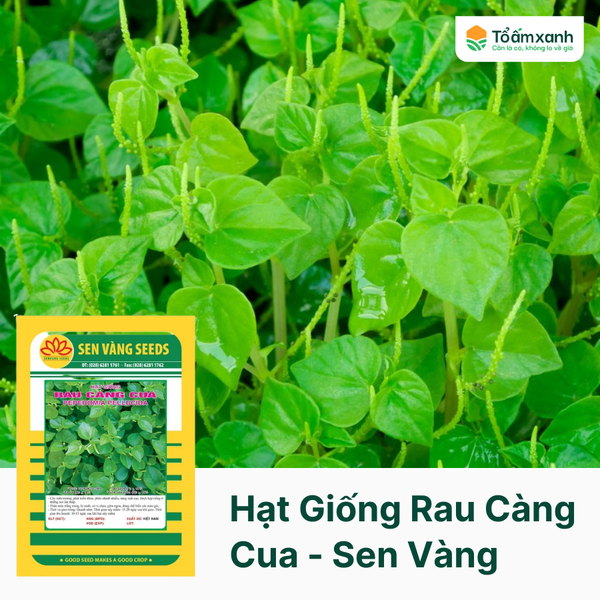 Hạt Giống Rau Càng Cua - Sen Vàng