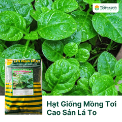 Hạt Giống Mồng Tơi Cao Sản Lá To - Sen Vàng