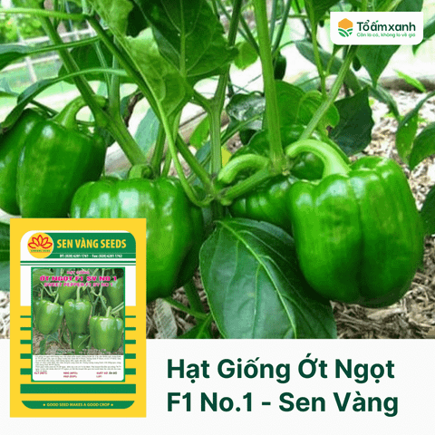 Hạt Giống Ớt Ngọt F1 SV No.1 - Sen Vàng