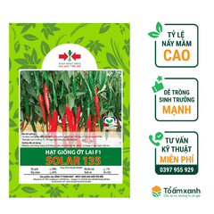 Hạt Giống Ớt Lai F1 SOLAR 135 - Hai Mũi Tên Đỏ