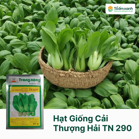 Hạt Giống Cải Thượng Hải TN 290 - Trang Nông  20 gram