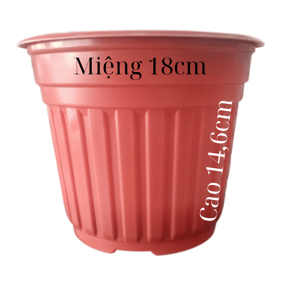 Chậu TTK